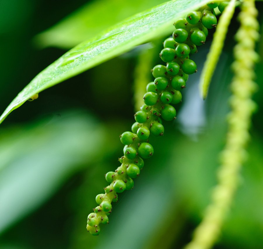 premium whole black pepper