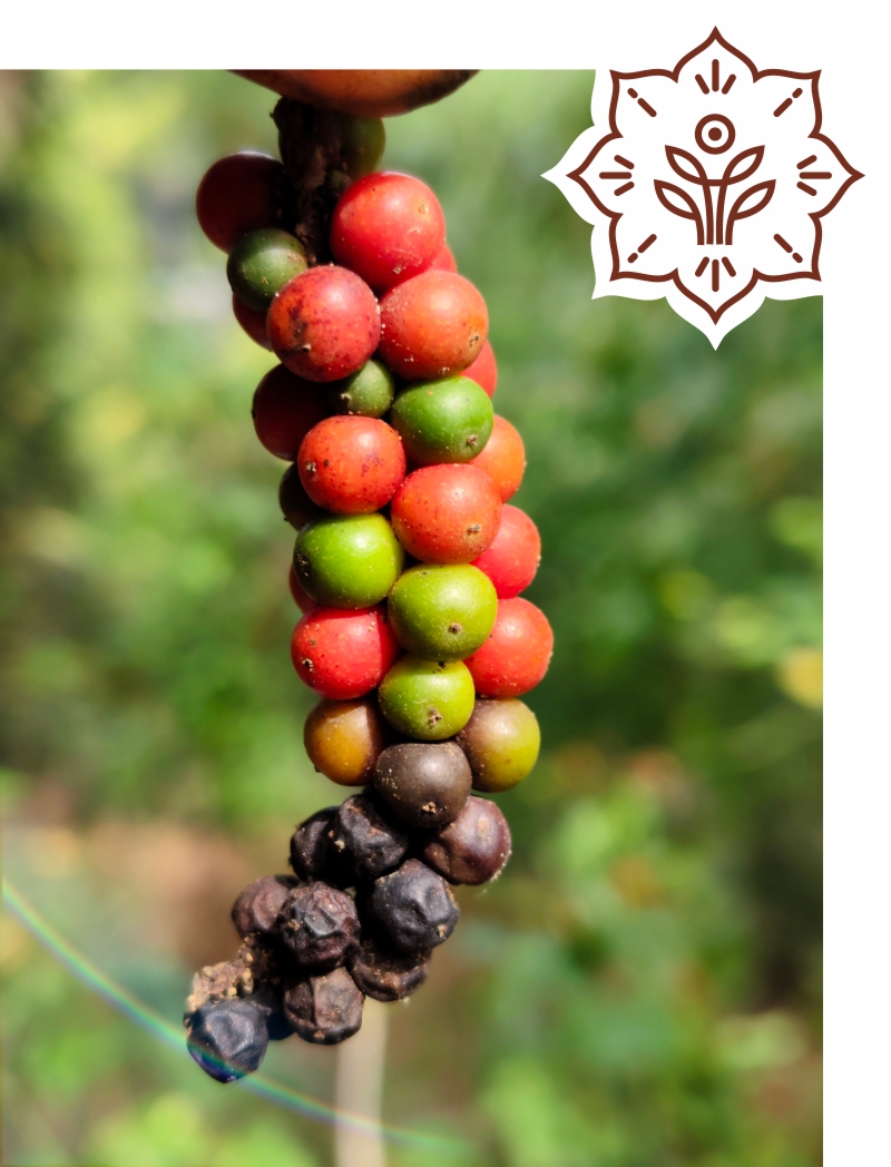 hygienic spice processing and food grade packaging