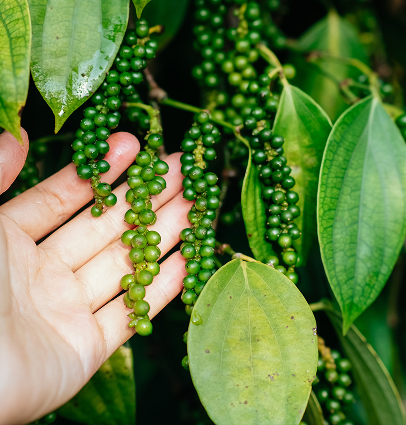 iRAJ Spices office location Bangalore