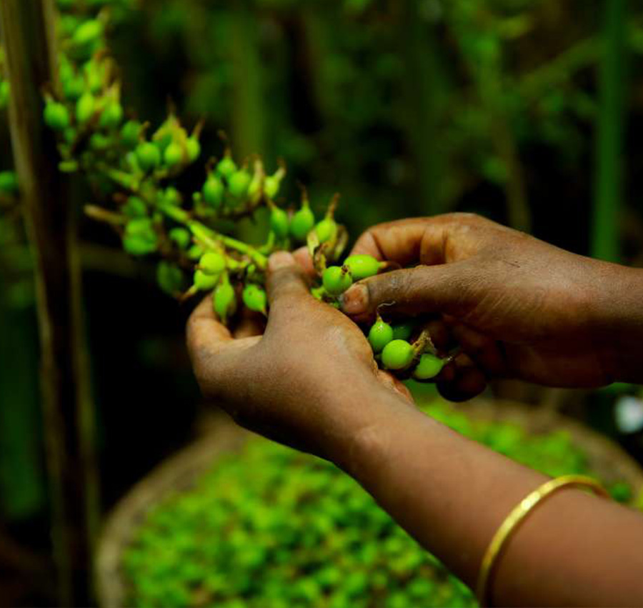 whole green cardamom for cooking and beverages